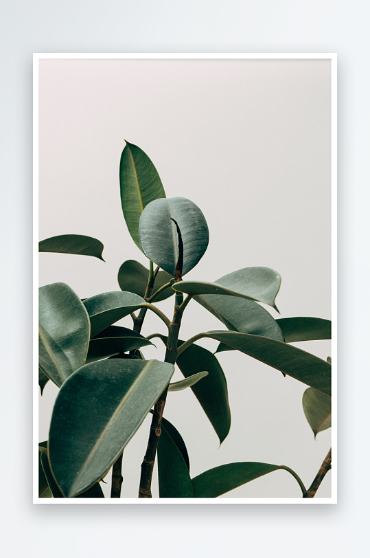 INS风绿叶图片摄影6