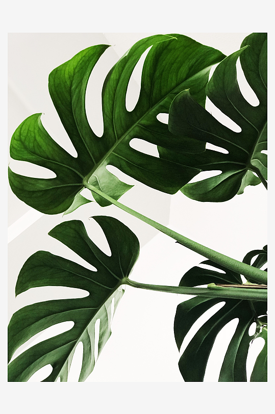 INS风绿叶图片摄影8