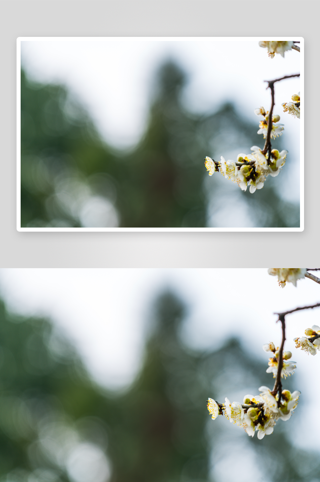 冬日淡雅腊梅图片摄影5素材