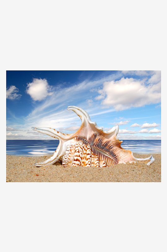 沙滩上的贝壳图片摄影20