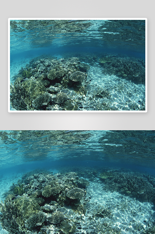 海底生物图片摄影17