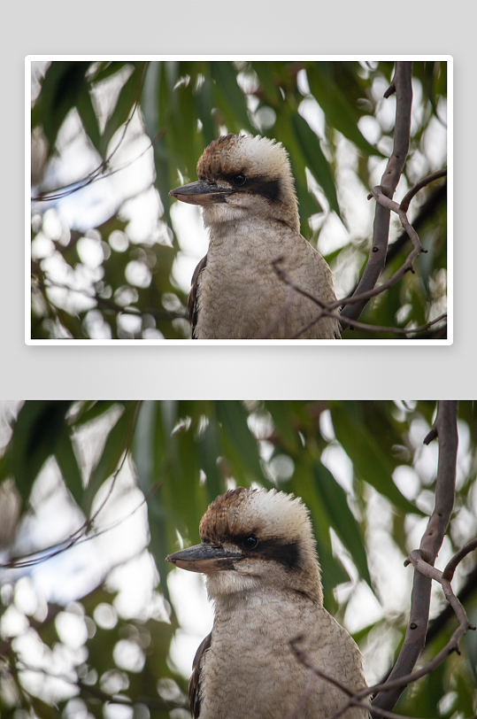 玲珑小巧的笑翠鸟图片摄影1