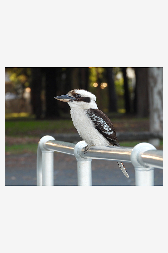 玲珑小巧的笑翠鸟图片摄影3