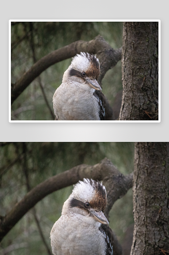 玲珑小巧的笑翠鸟图片摄影4