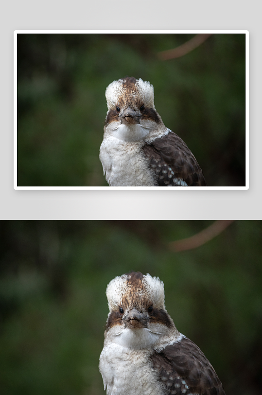 玲珑小巧的笑翠鸟图片摄影5