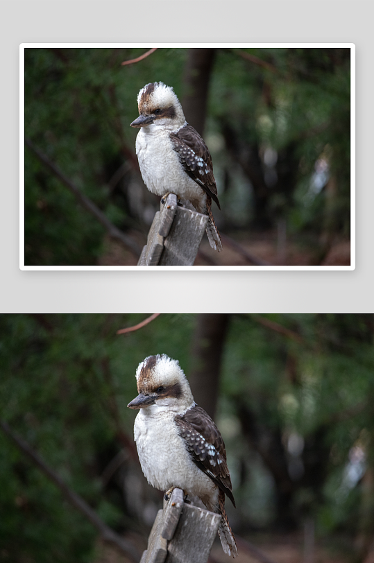玲珑小巧的笑翠鸟图片摄影6