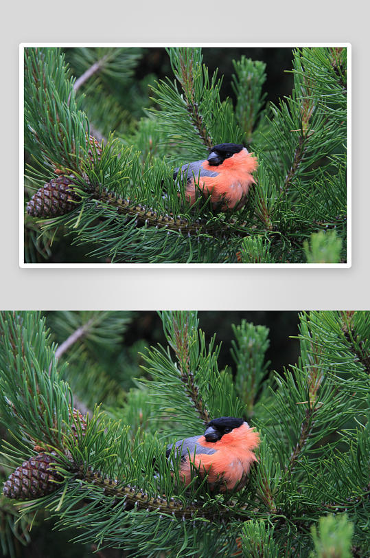 玲珑小巧的红腹灰雀图片摄影10