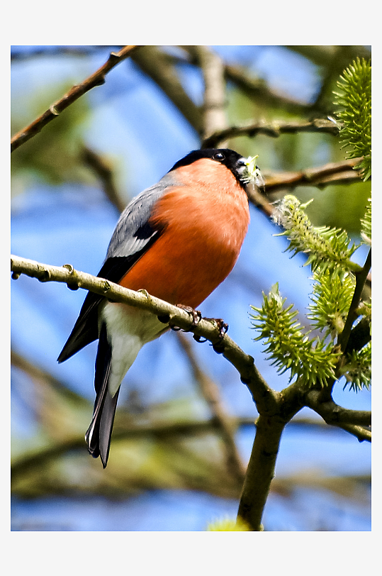 玲珑小巧的红腹灰雀图片摄影3
