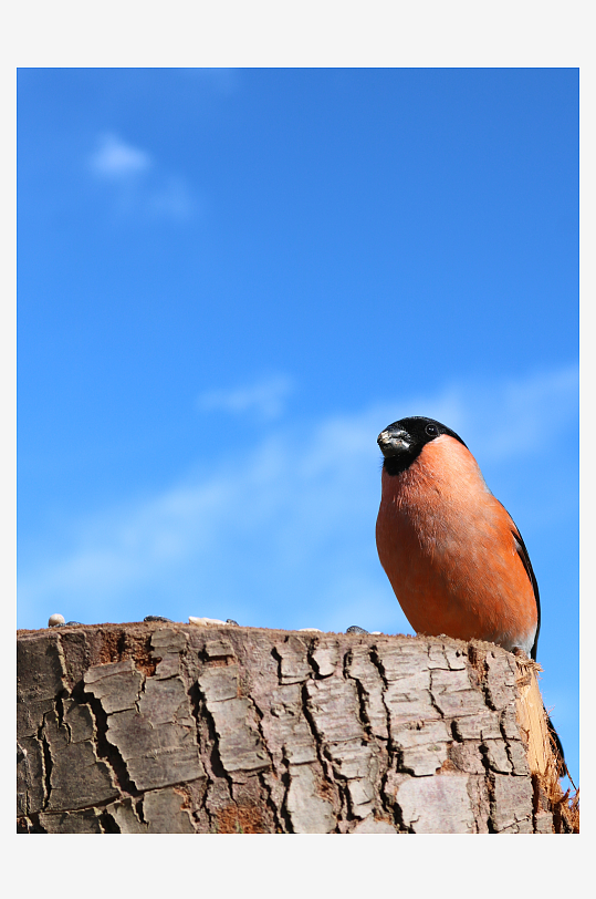 玲珑小巧的红腹灰雀图片摄影4