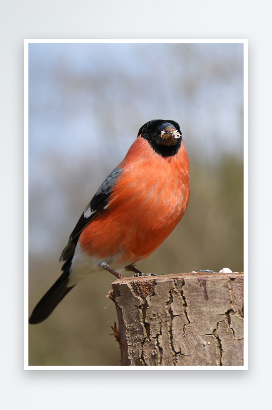 玲珑小巧的红腹灰雀图片摄影5