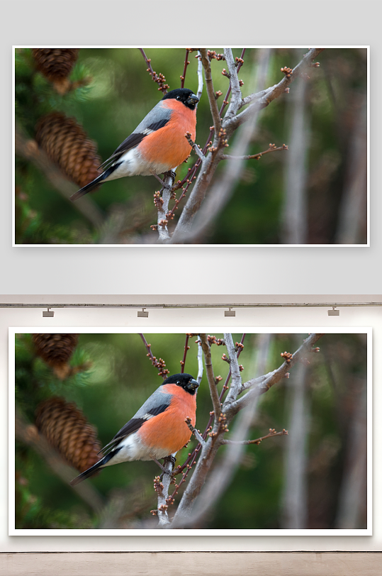 玲珑小巧的红腹灰雀图片摄影7