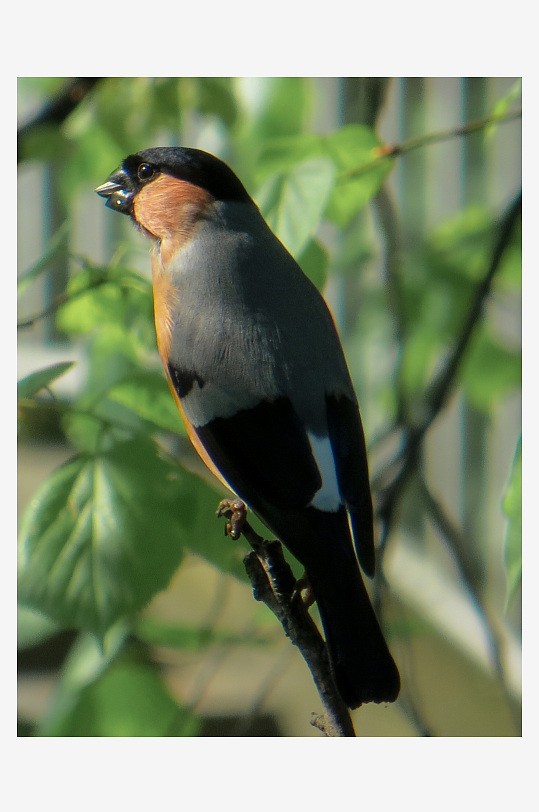 玲珑小巧的红腹灰雀图片摄影8