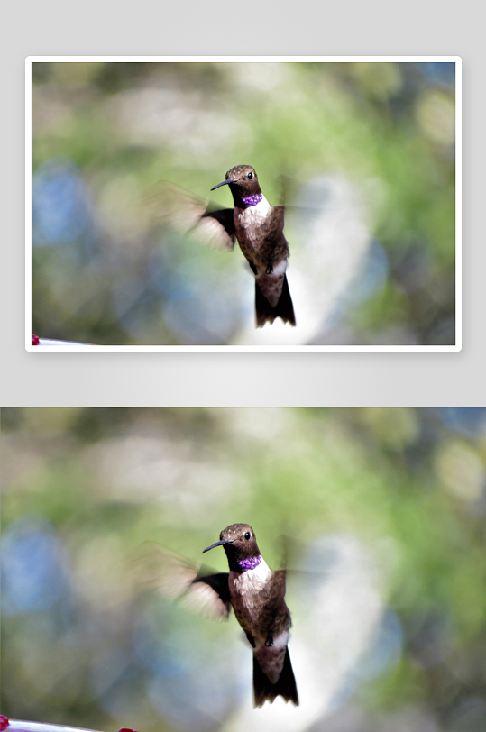 玲珑小巧的蜂鸟图片摄影13