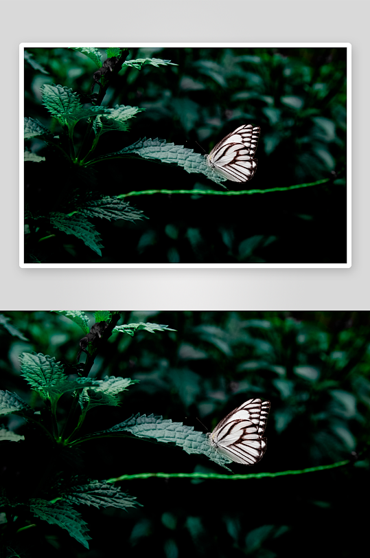 色彩斑斓的蝴蝶图片摄影17