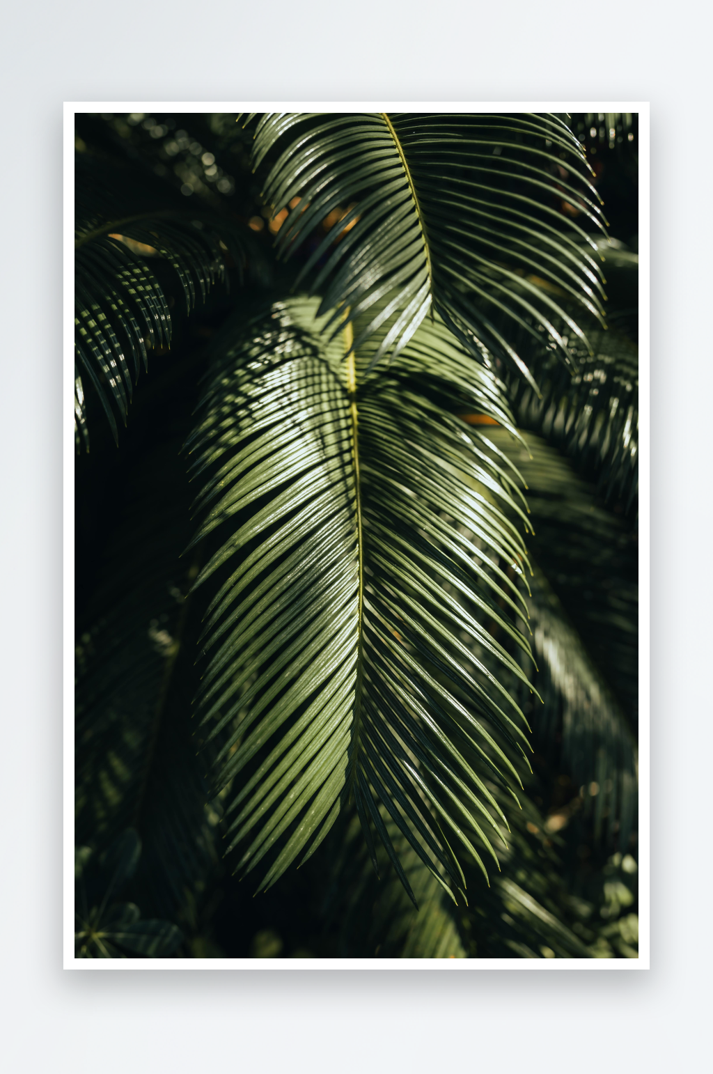 光影交错的热带植物叶片特写素材
