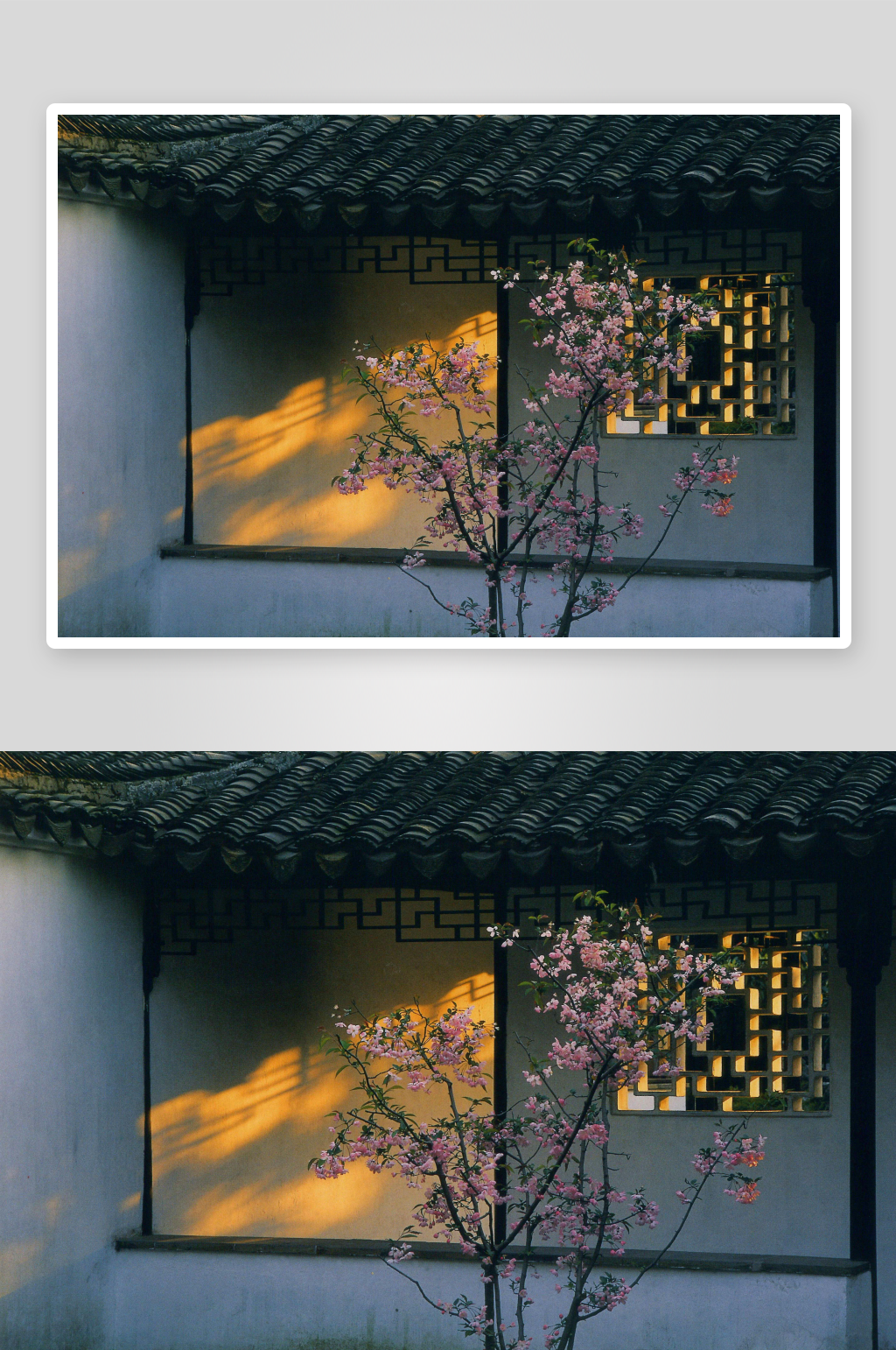 古建筑前樱花绽放素材