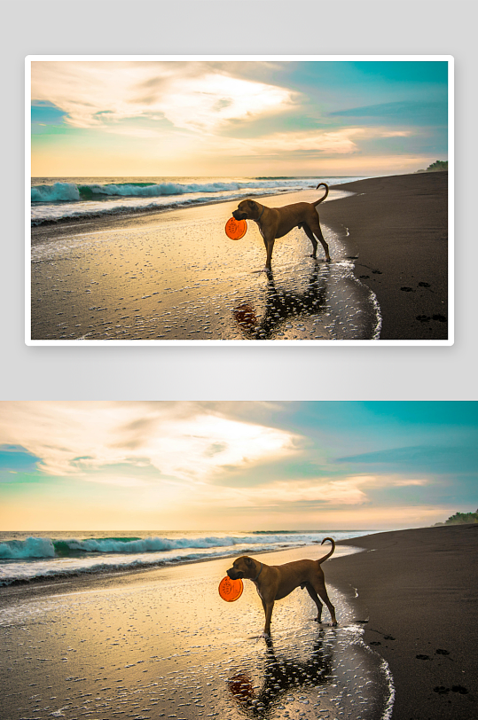海滩夕阳下叼飞盘的狗-众图网