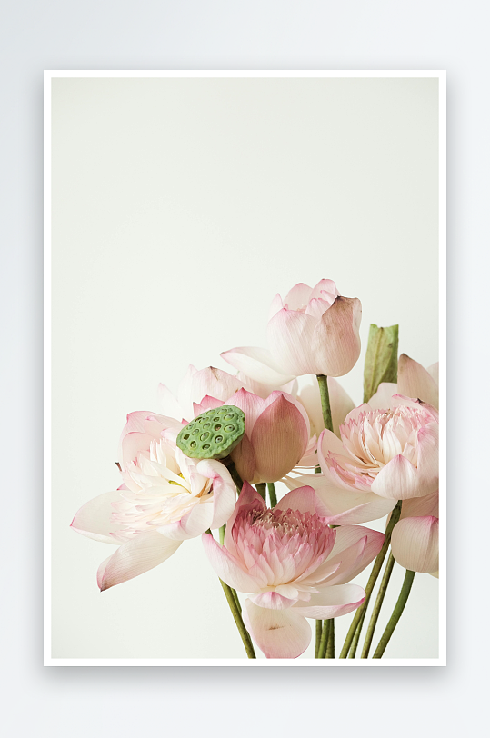 淡雅莲花静美绽放-众图网