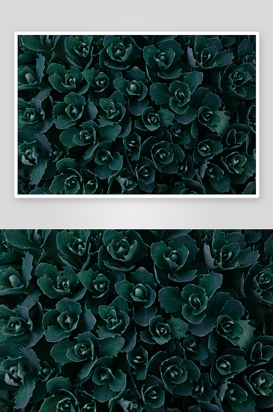 深绿多肉植物紧密排列-众图网