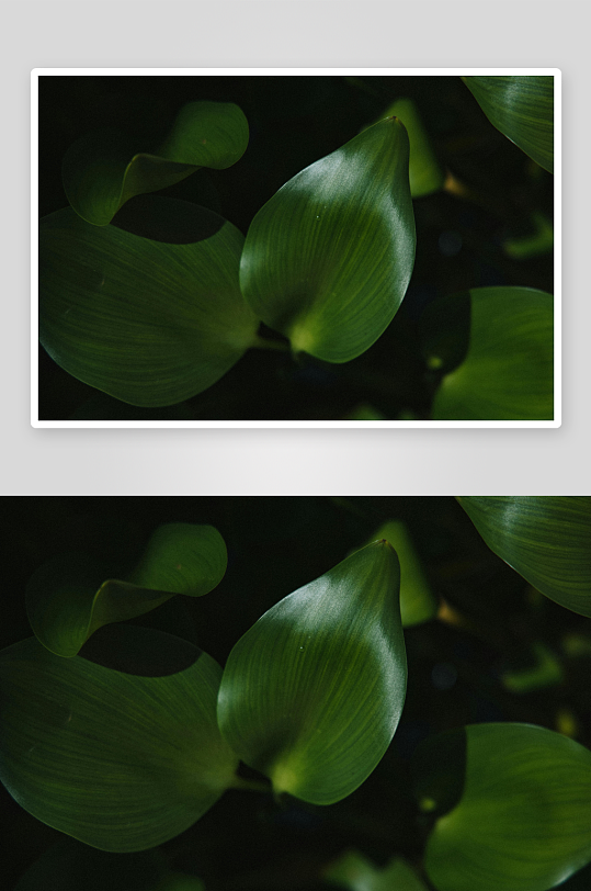 深色背景下的绿色叶片特写-众图网