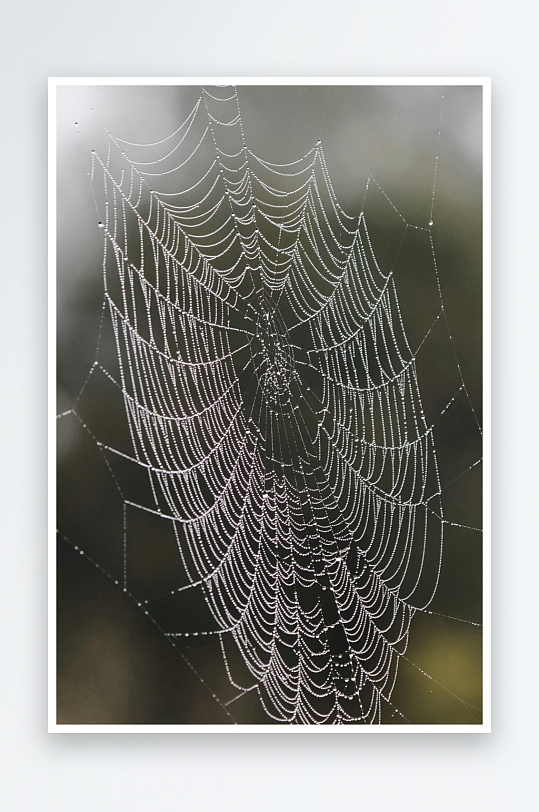 清晨露珠点缀的精致蛛网-众图网