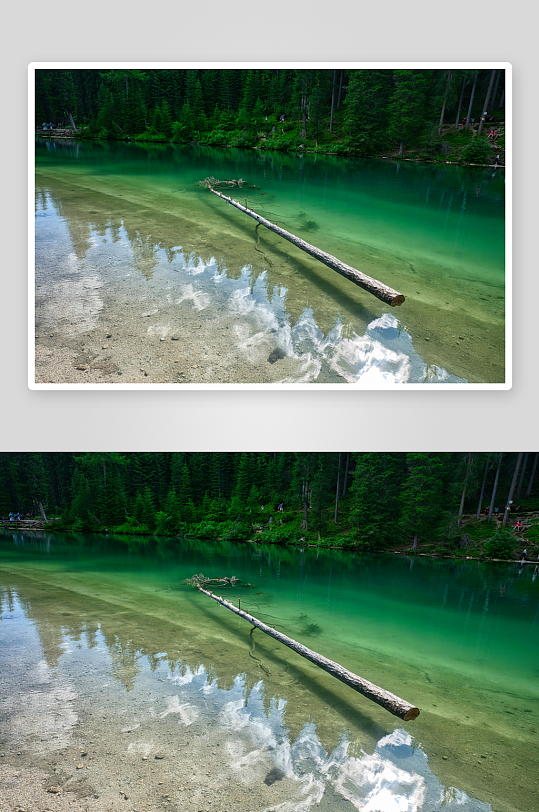 清澈湖水倒映森林与枯木-众图网