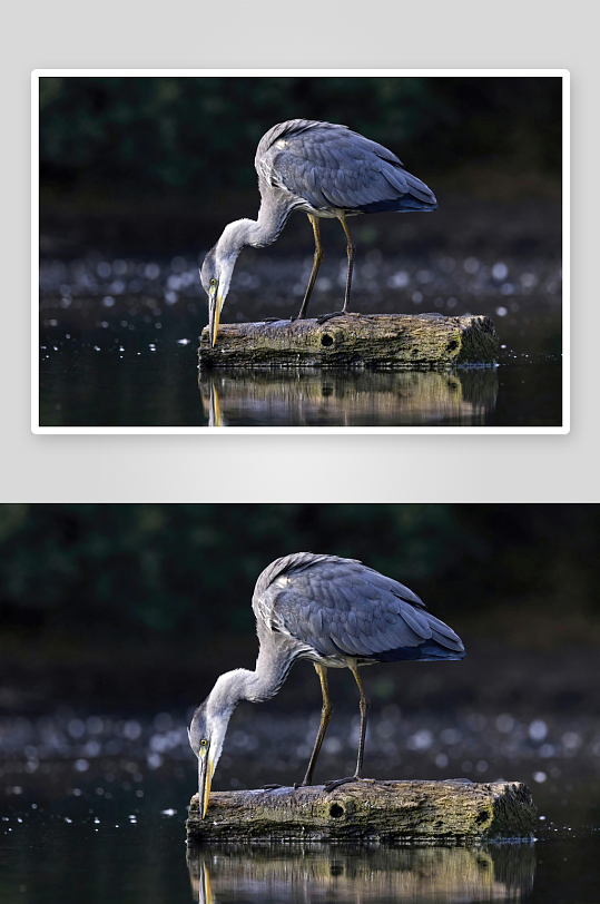 灰鹭水中栖息觅食-众图网