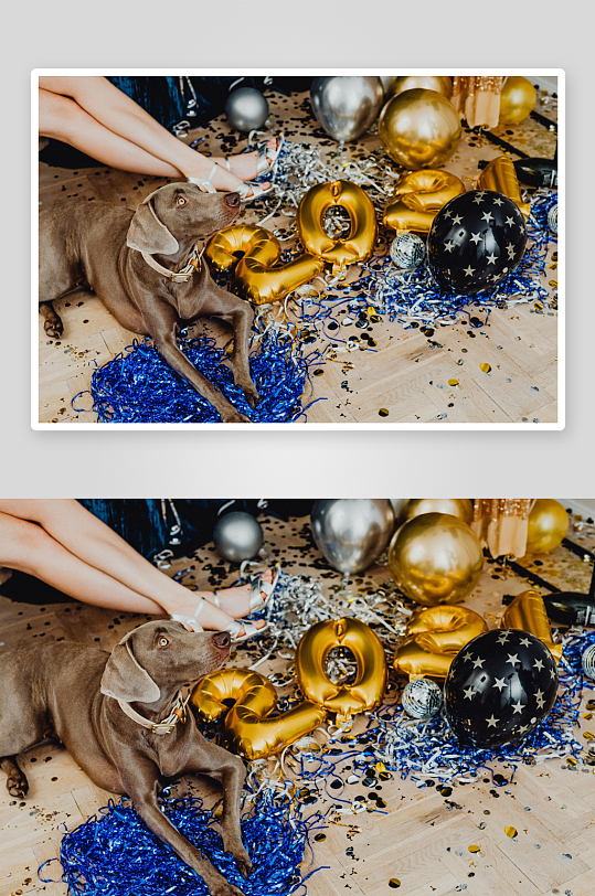 狗狗趴地庆祝新年派对-众图网