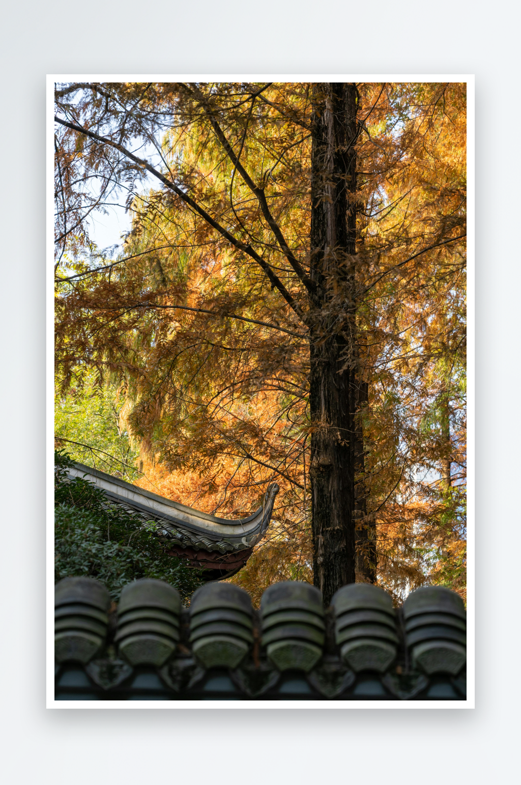 秋日古建筑与金黄树木素材