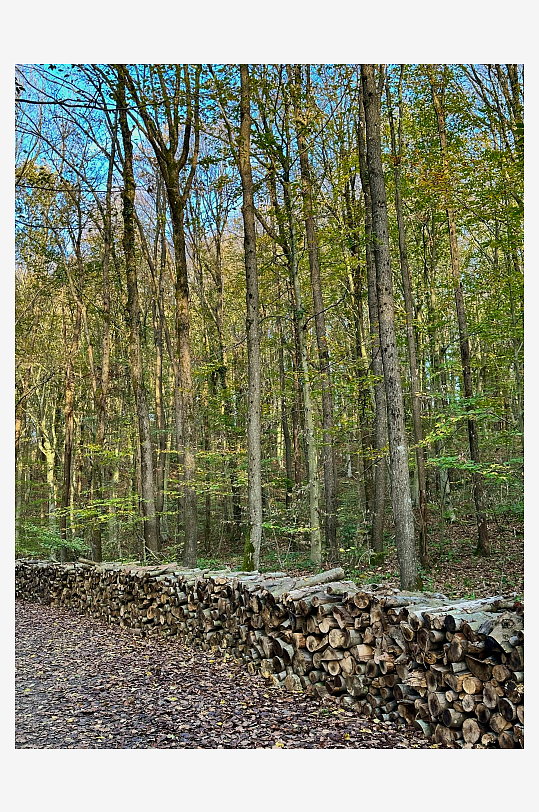 秋日林间木柴堆照片-众图网