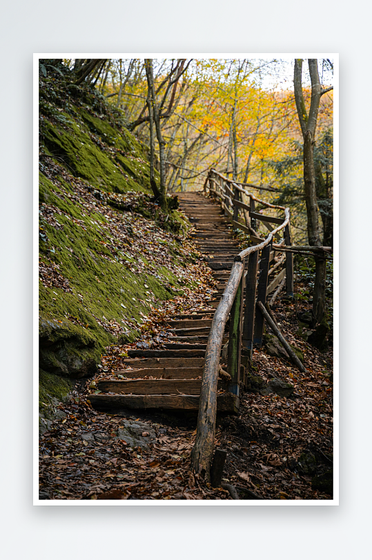 秋日林间木栈道照片-众图网