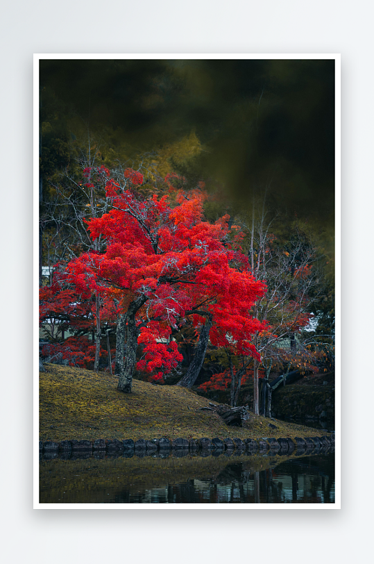 秋日红枫映水景照片-众图网