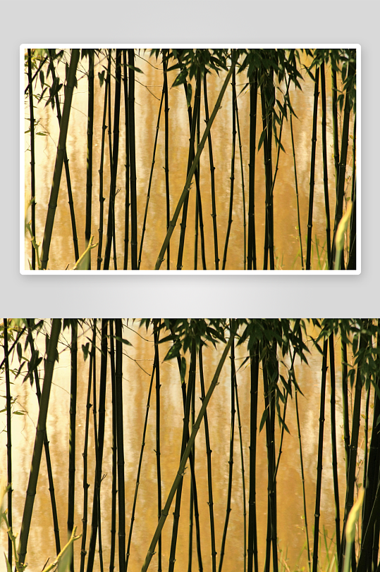 竹林临水静谧景象-众图网