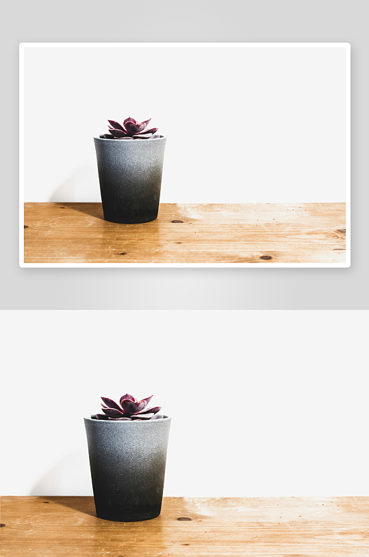 简约花盆绿植静物-众图网