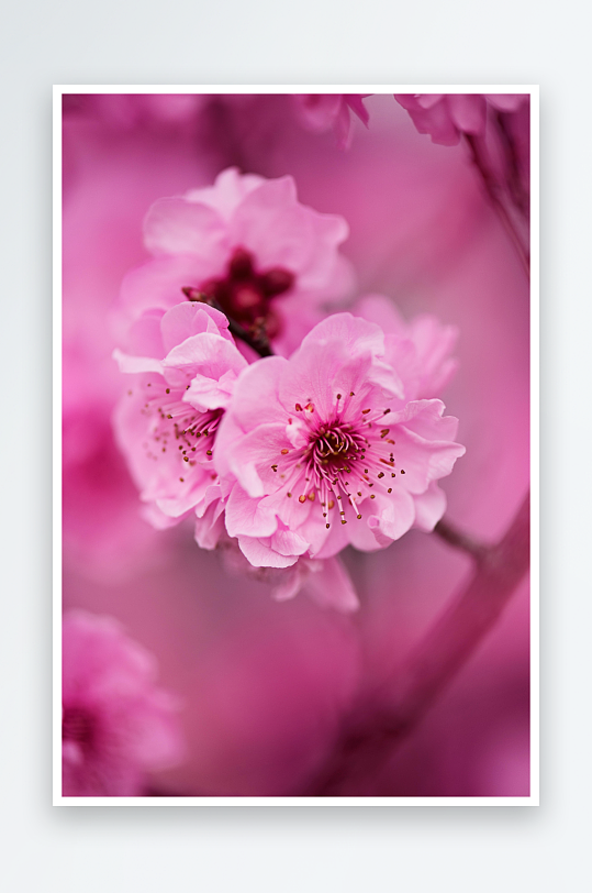 粉嫩樱花绽放特写-众图网