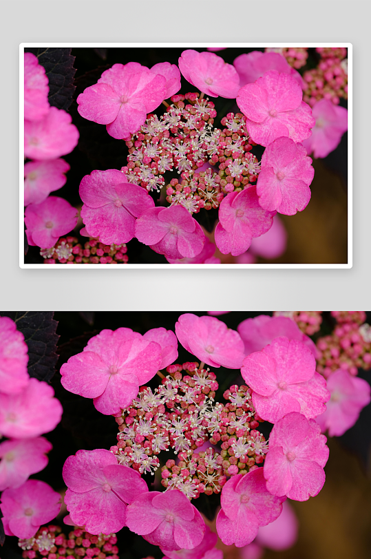 粉红绣球花特写绽放美丽-众图网