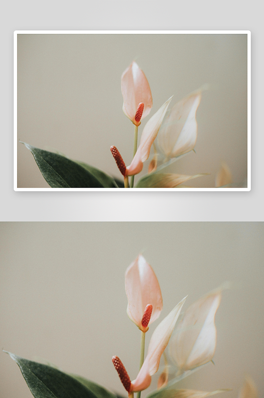 粉色花烛特写绿叶相伴-众图网