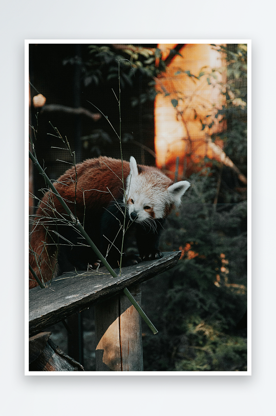 红熊猫栖息于木桩之上-众图网