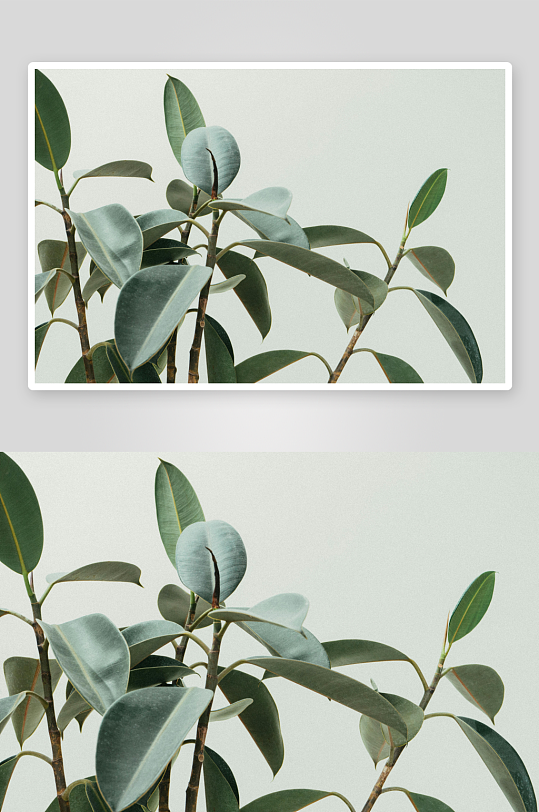 绿叶植物特写清新自然-众图网