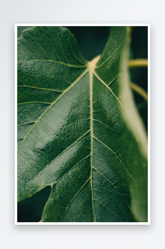 绿叶特写纹理清晰脉络分明-众图网