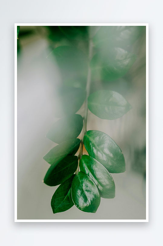 绿叶特写光影朦胧美感-众图网