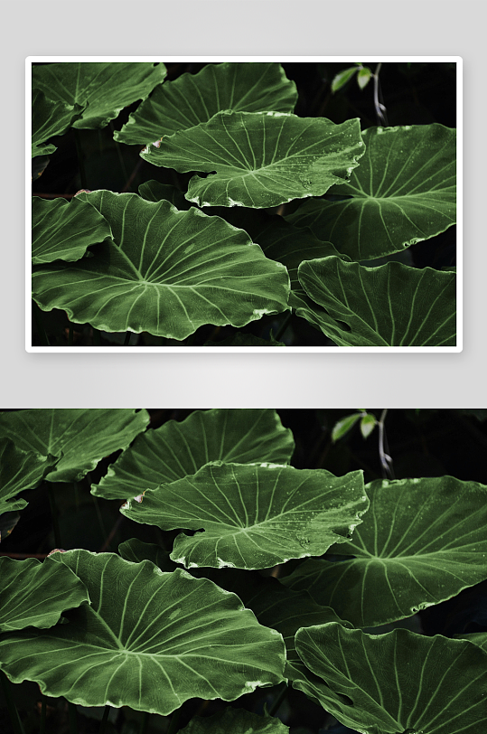 翠绿宽叶植物特写-众图网