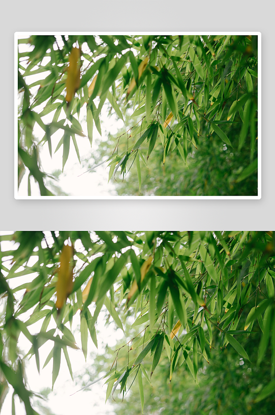 翠绿竹叶随风轻摆自然之美-众图网