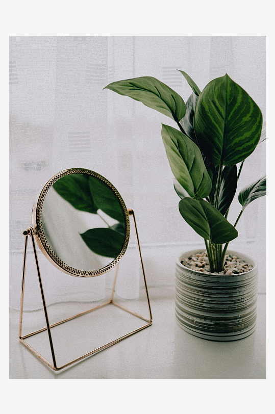金色镜架绿植静物摆拍-众图网