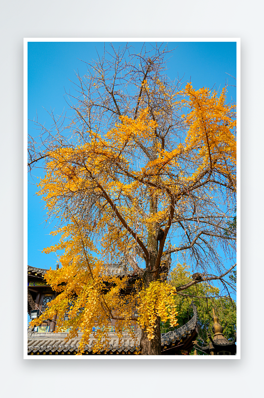 金黄银杏映古建筑-众图网