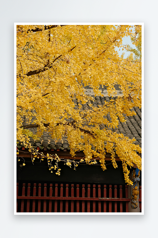 金黄银杏映古建筑秋景-众图网