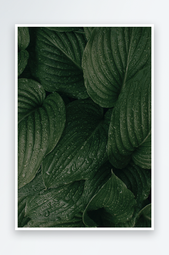 雨后绿叶水珠晶莹剔透-众图网