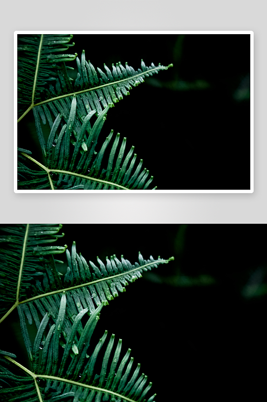 雨后翠绿蕨叶特写-众图网