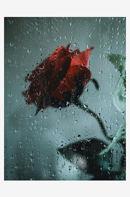 雨滴玻璃后的红玫瑰-众图网