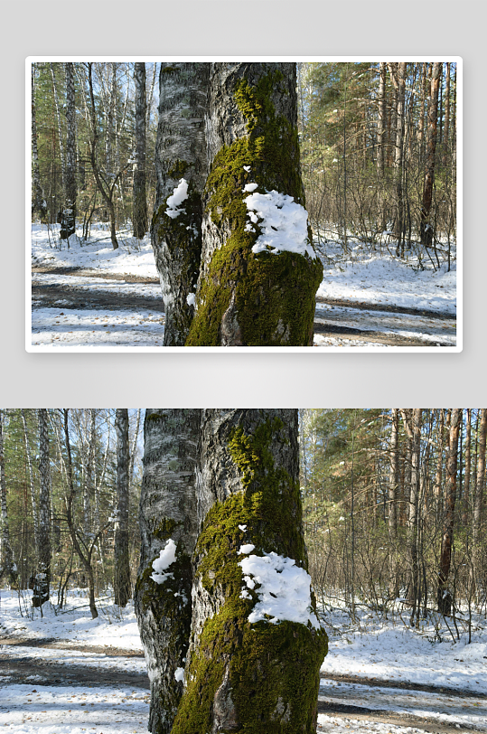 雪后森林树干苔藓特写-众图网